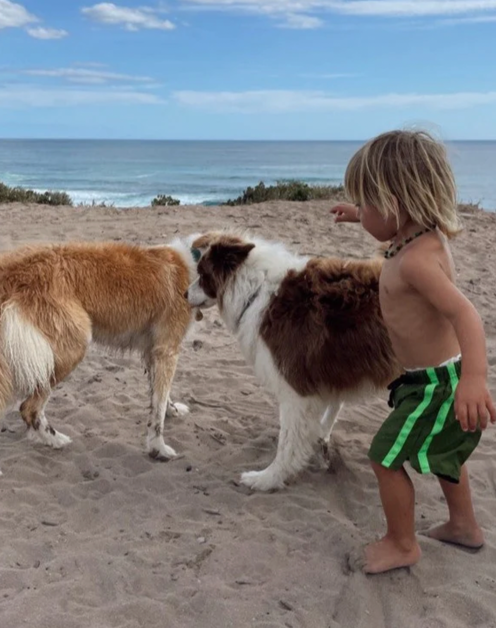 Twin stripe swim short | frog